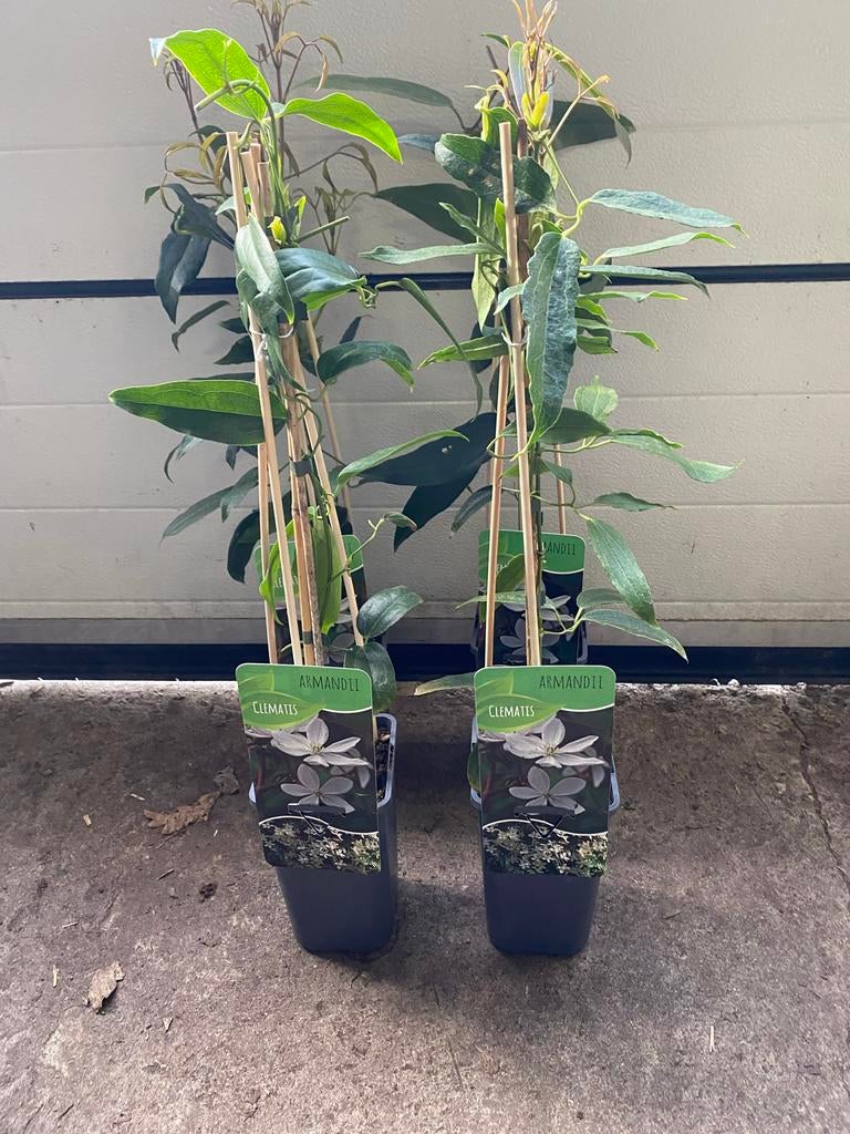 Groenblijvende Clematis Armandii - Klimplant, Tuin en Terras, Planten | Tuinplanten, Ophalen, Volle zon, Vaste plant, Klimplanten