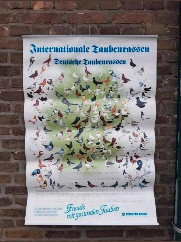 Geïllustreerde sierduivenposter duiven sierduiven rassen, Dieren en Toebehoren, Vogels | Duiven, Meerdere dieren, Overige soorten