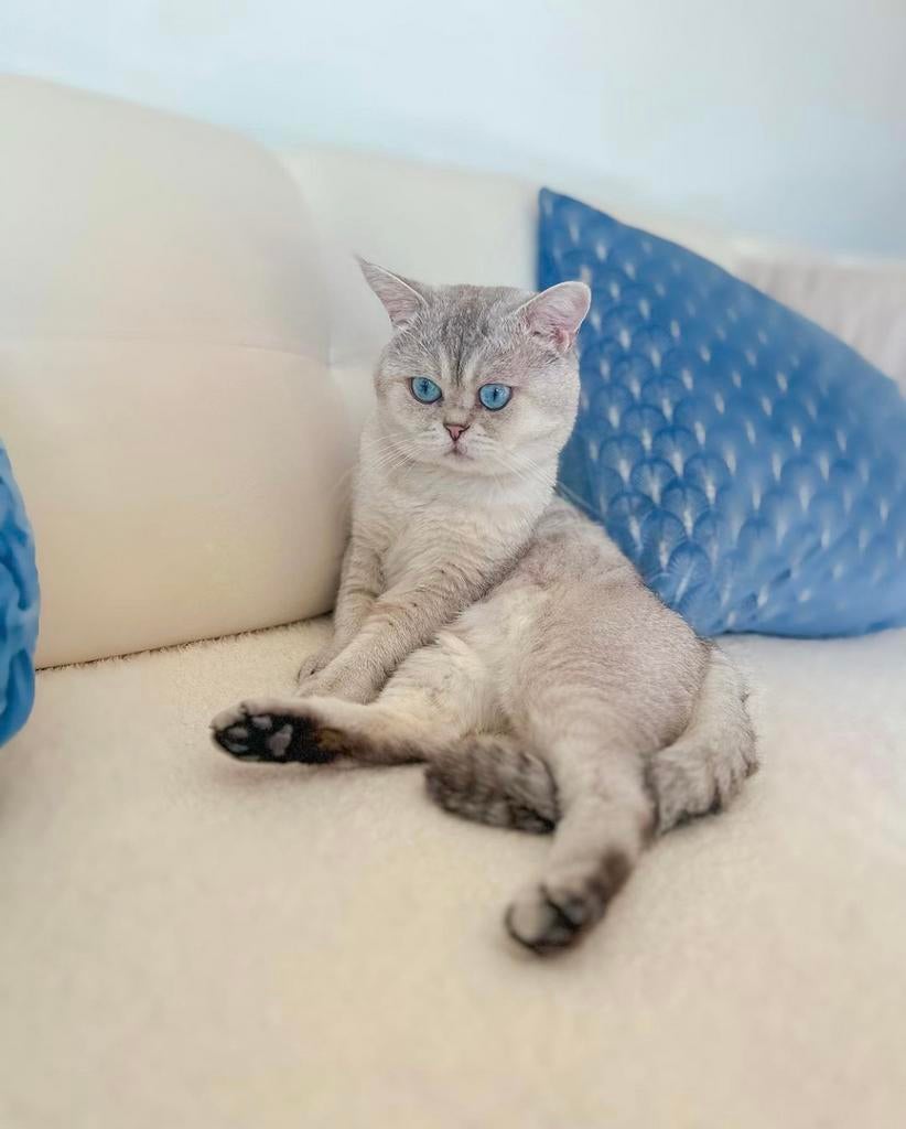 Britse korthaar DEKKATER,  Silver Tipped met blauwe ogen., Dieren en Toebehoren, 0 tot 2 jaar
