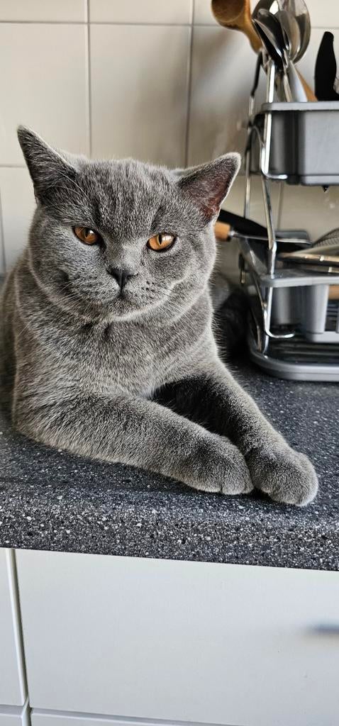 Britse Korthaar Dekkater met Dekkinggarantie ( Niet te koop)