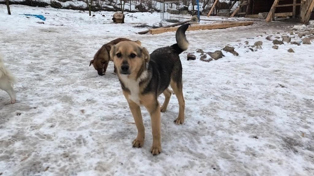 Florin – Een vrolijke vriend voor een liefdevol gezin, Dieren en Toebehoren, Honden | Niet-rashonden, Particulier, 15 weken tot 1 jaar