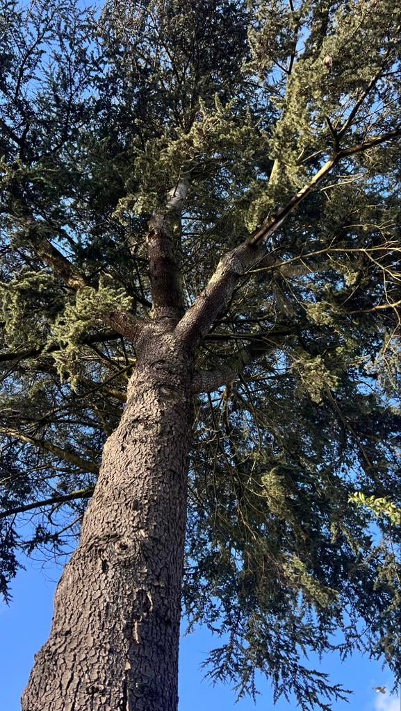 Bomen verwijderen, boom snoeien., Diensten en Vakmensen, Tuinmannen en Stratenmakers, Garantie, Tuinonderhoud of Snoeiwerk