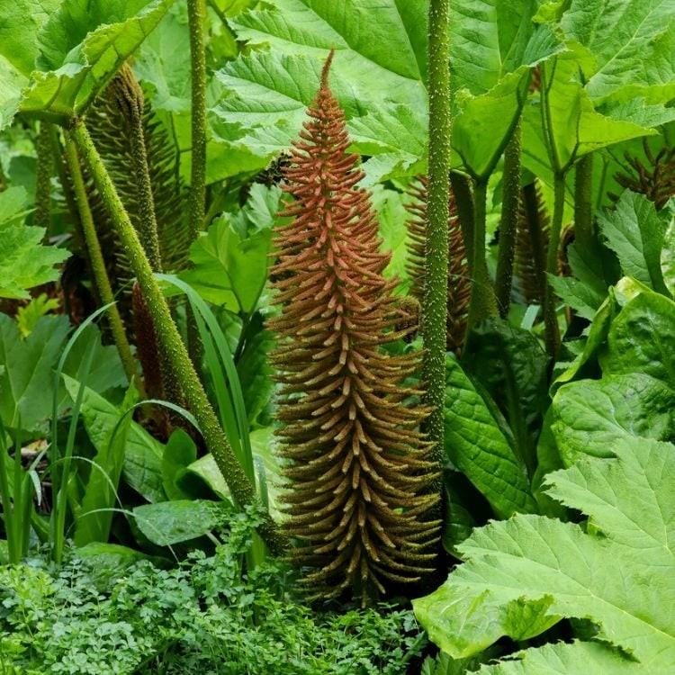 Gunnera manicata - Mammoetblad, Tuin en Terras, Planten | Tuinplanten, Ophalen of Verzenden, Vaste plant, Overige soorten, Halfschaduw
