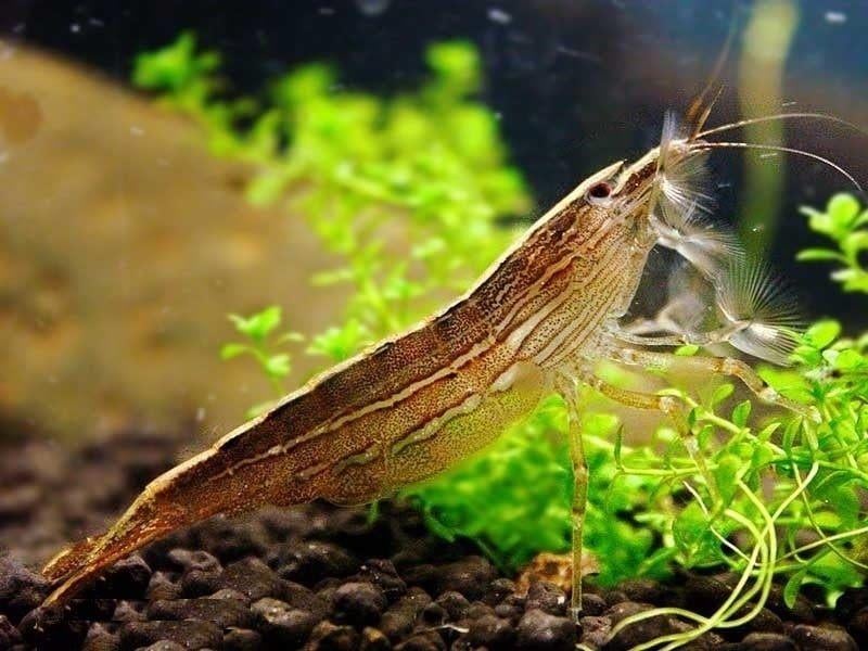 Molukse waaiergarnaal, Atya moluccensis,, Dieren en Toebehoren, Vissen | Aquariumvissen, Kreeft, Krab of Garnaal, Zoetwatervis