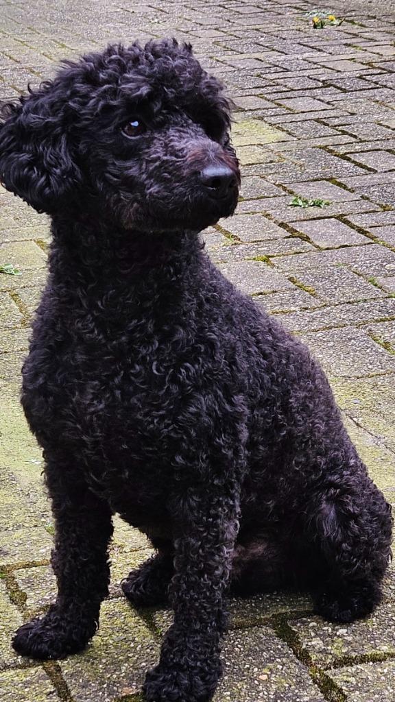 Dekreu midden slag poedel. Getest, schofthoogte 43 cm, Reu, Parvo, Eén hond, 3 tot 5 jaar