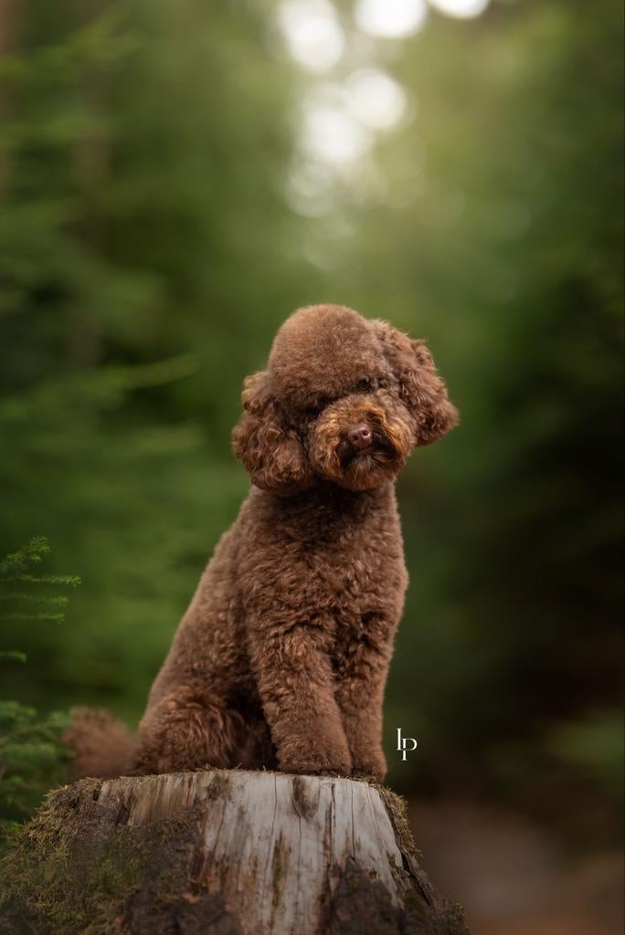 Choco toy poedel dekreu – Shipoo maltipoo cavapoo, Dieren en Toebehoren, Reu, 1 tot 2 jaar, Eén hond, Nederland