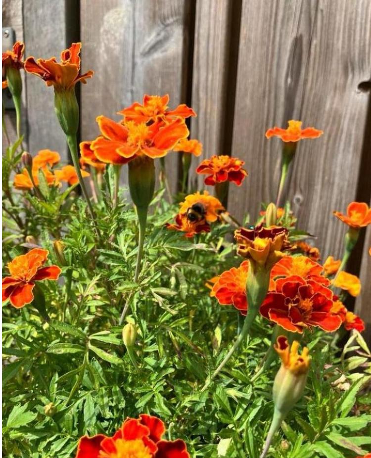 Tagetes Patula afrikaantjes rood/oranje zaden, Tuin en Terras, Bloembollen en Zaden, Volle zon, Ophalen of Verzenden