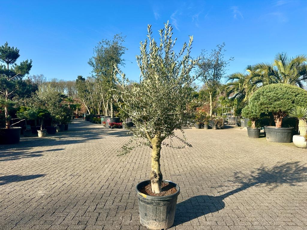 Aanbieding :schitterende olijfbomen met 30/40 cm stamomtrek!, Tuin en Terras, Planten | Bomen, Olijfboom, 100 tot 250 cm, Volle zon
