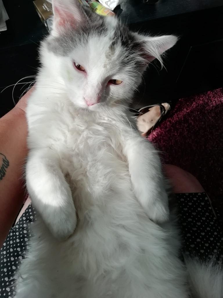 vermist/gestolen in Hulst (zeeland)xxx beloningxxx, Kater, Langharig, 0 tot 2 jaar