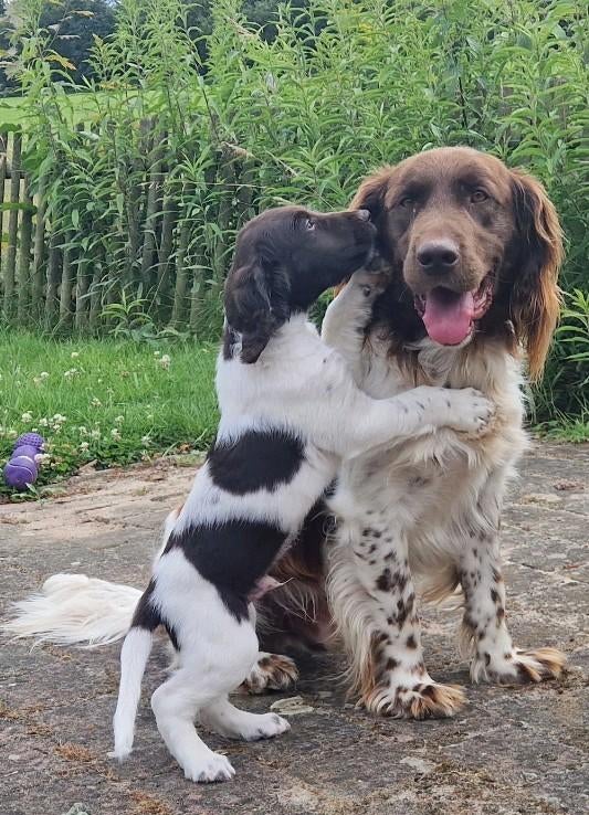 Ervaren Heidewachtel dekreu aangeboden, Dieren en Toebehoren, Reu, Eén hond, 3 tot 5 jaar, Nederland