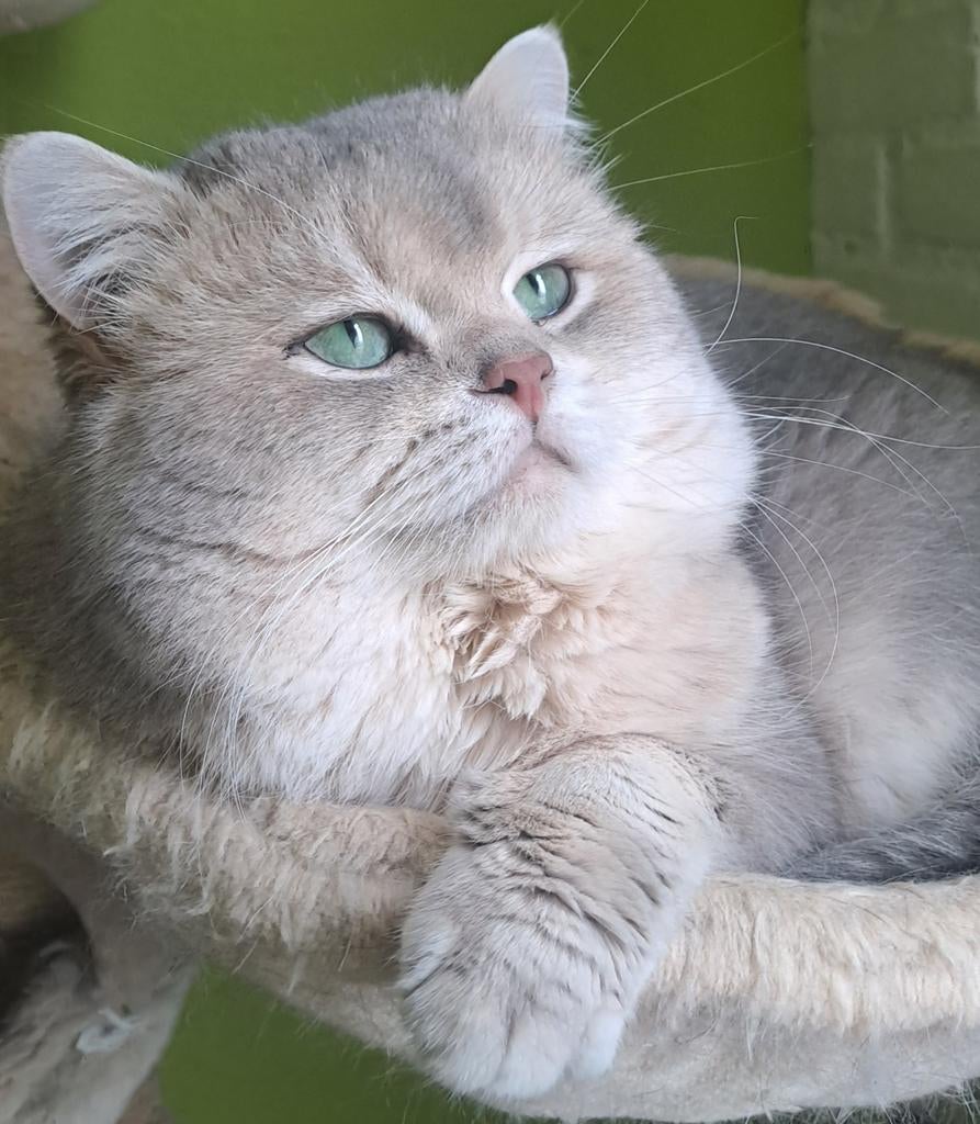 Britse korthaar dekkater blauw golden shaded (Niet te koop)