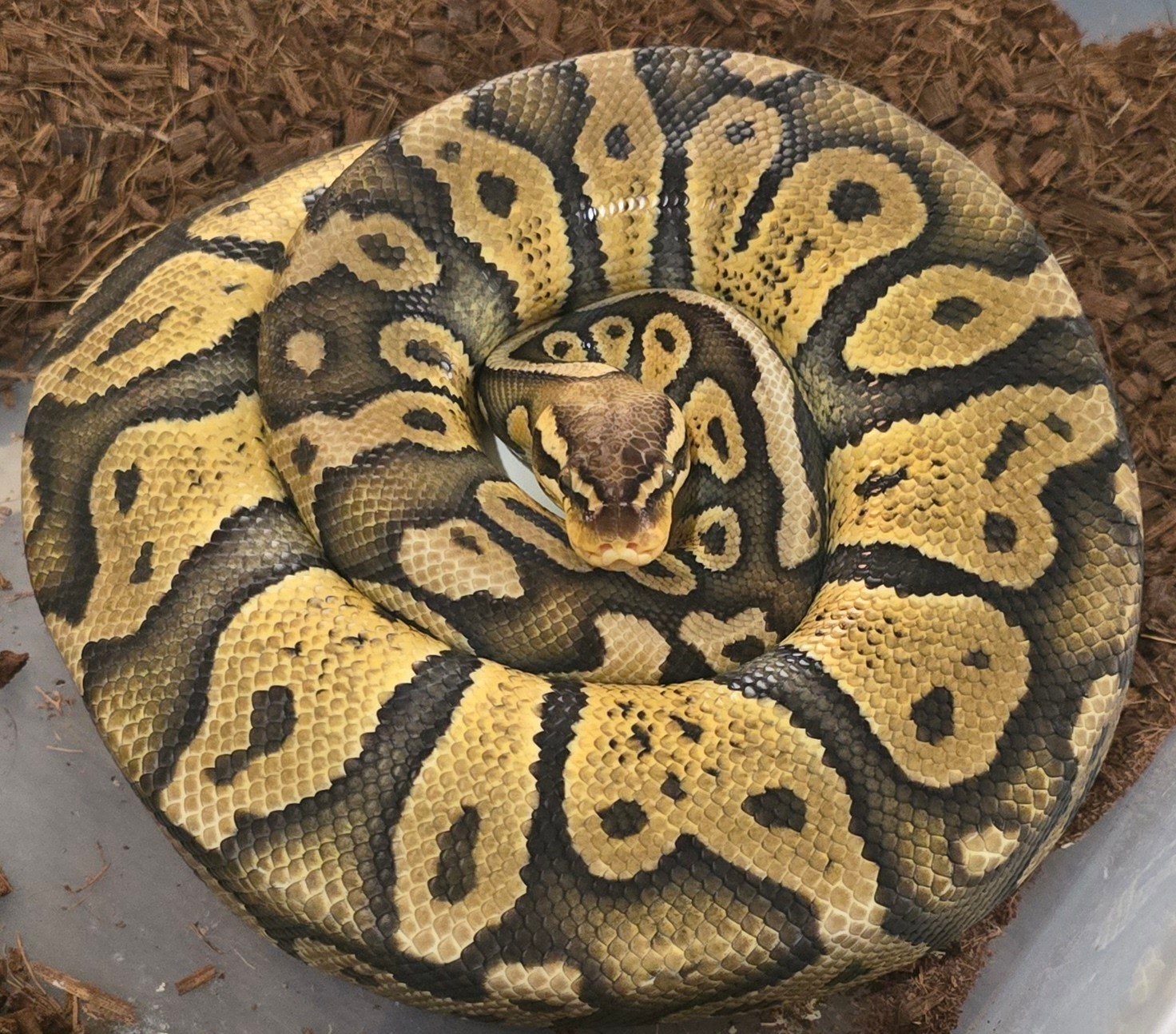 0.1 Chocolate Pastel Ball Python - female for sale from Elise