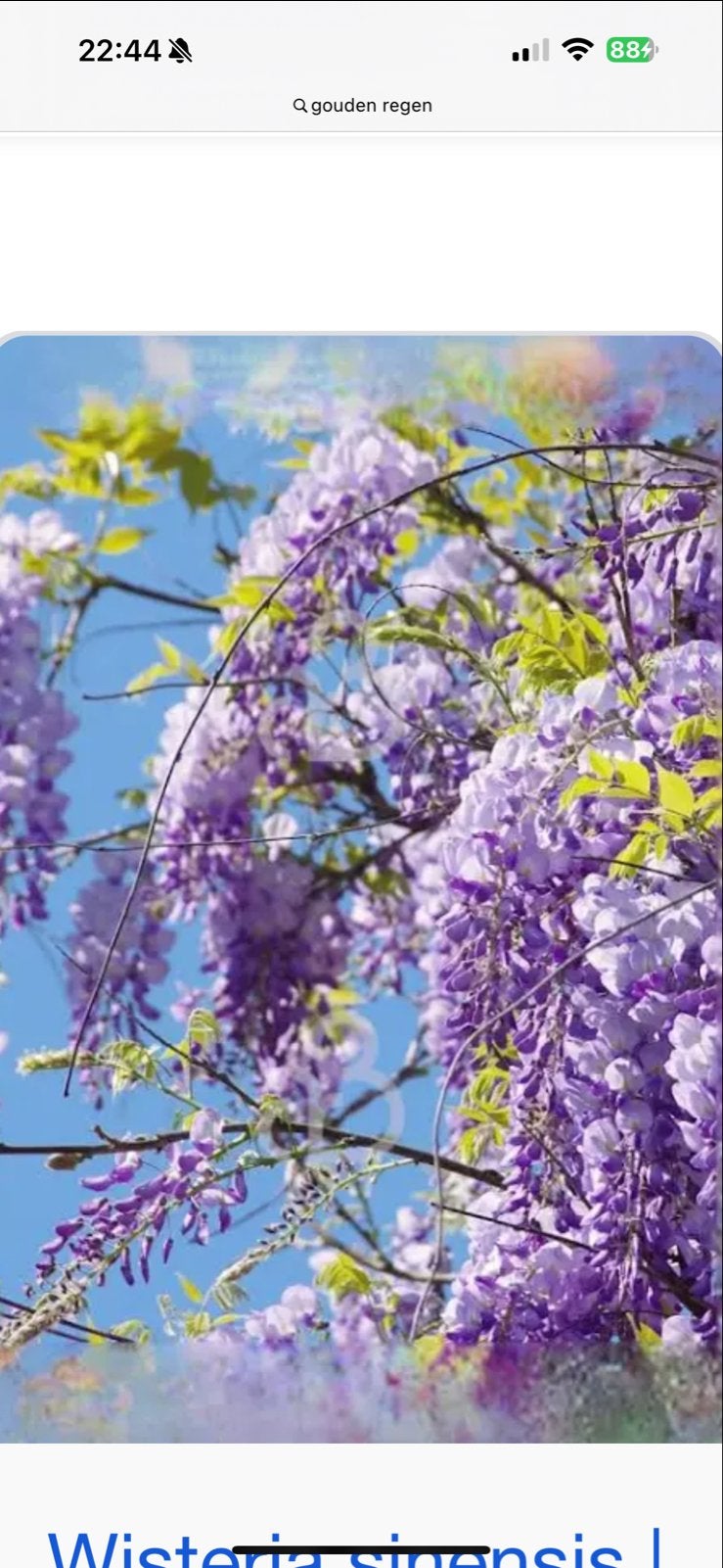 Gratis Wisteria Sinensis (Blauwe Regen) - Zelf uitscheppen, Tuin en Terras, Ophalen, Volle zon, Vaste plant, Klimplanten