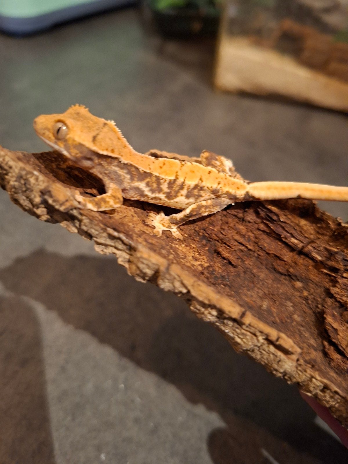 JONGE WIMPERGEKKO'S Crested Gecko - male for sale from AM
