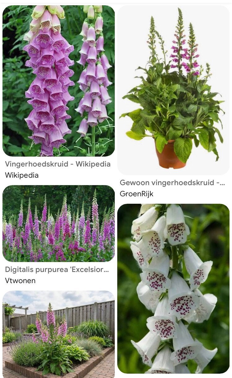 Vingerhoedskruid stekjes ruilen voor andere buitenplant, Ophalen of Verzenden, Volle zon