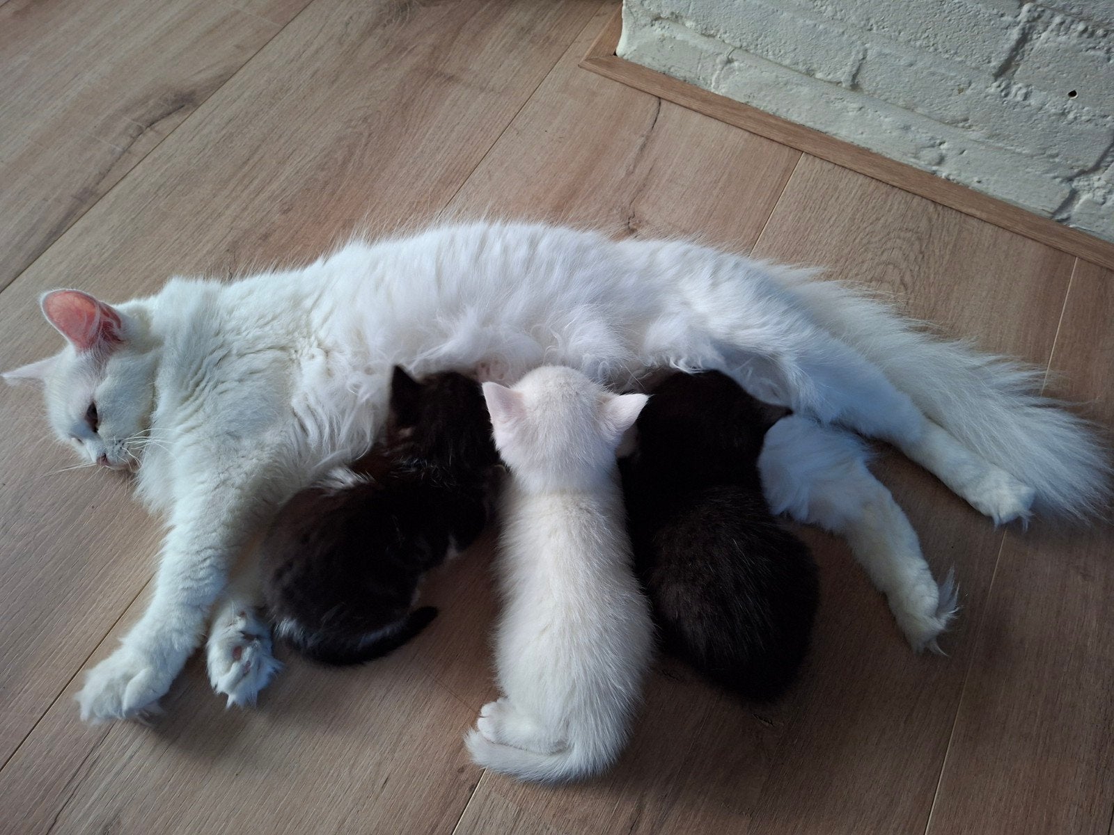 te koop 2 kittens!, Meerdere dieren, Kortharig, 0 tot 2 jaar