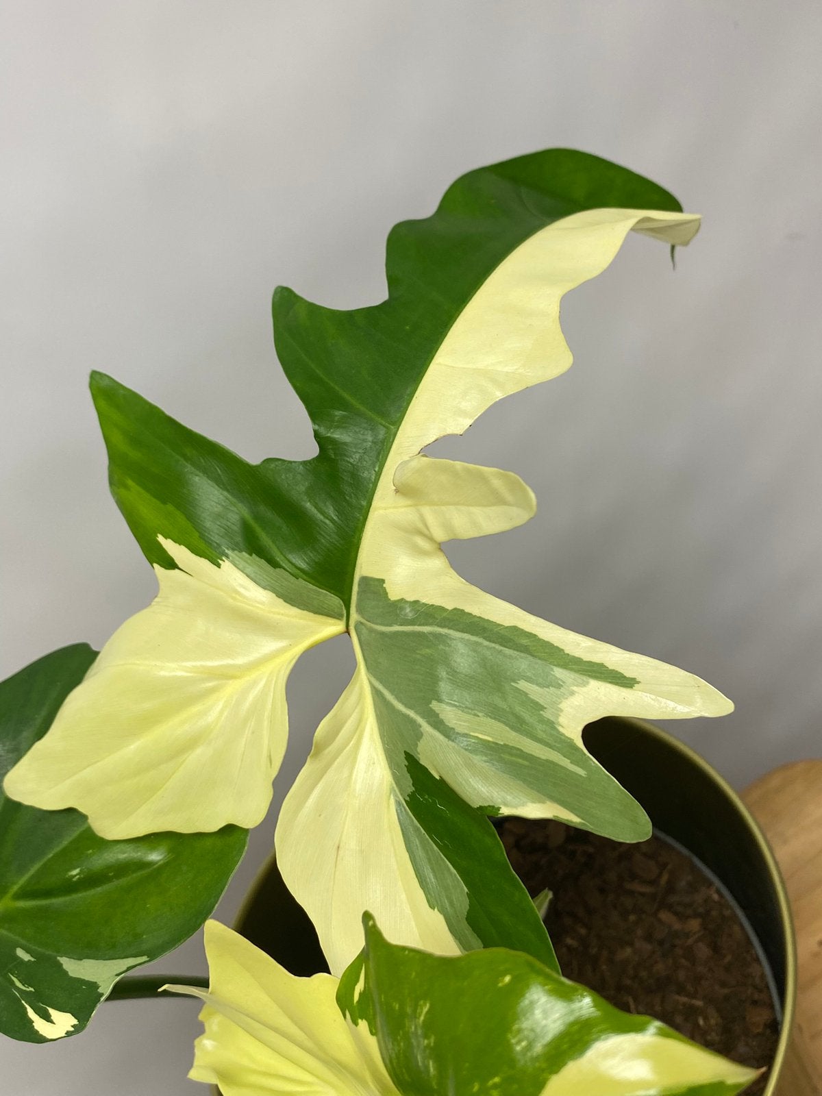 Philodendron Golden Dragon Variegata, Huis en Inrichting, Kamerplanten, Ophalen of Verzenden, Halfschaduw, Minder dan 100 cm