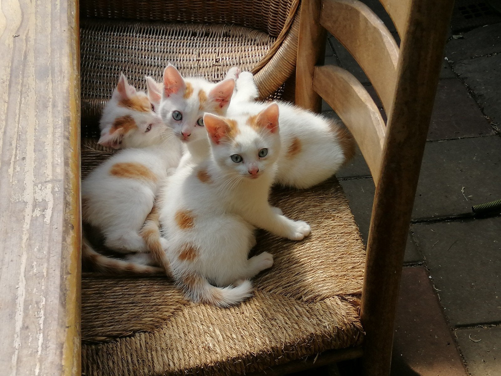 Lieve kittens, Meerdere dieren