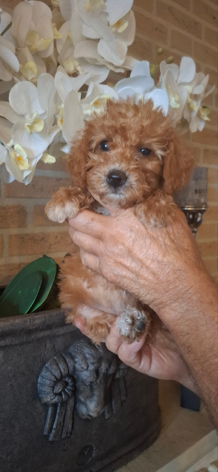 Toypoedel pups, Poedel, CDV (hondenziekte), 8 tot 15 weken, Meerdere
