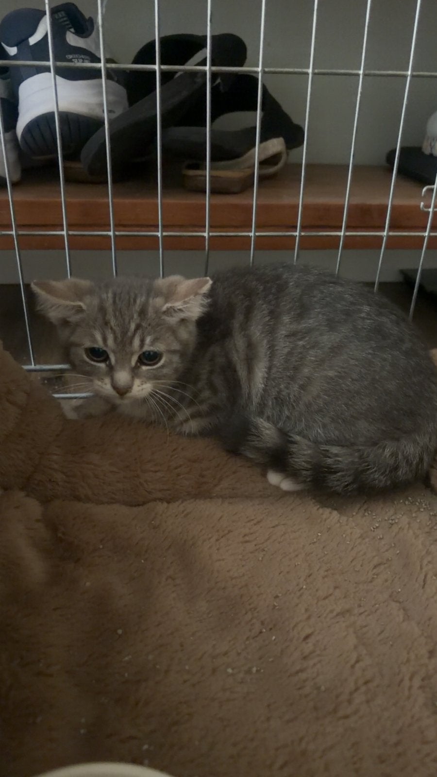 Kitten te koop, Kater, 0 tot 2 jaar
