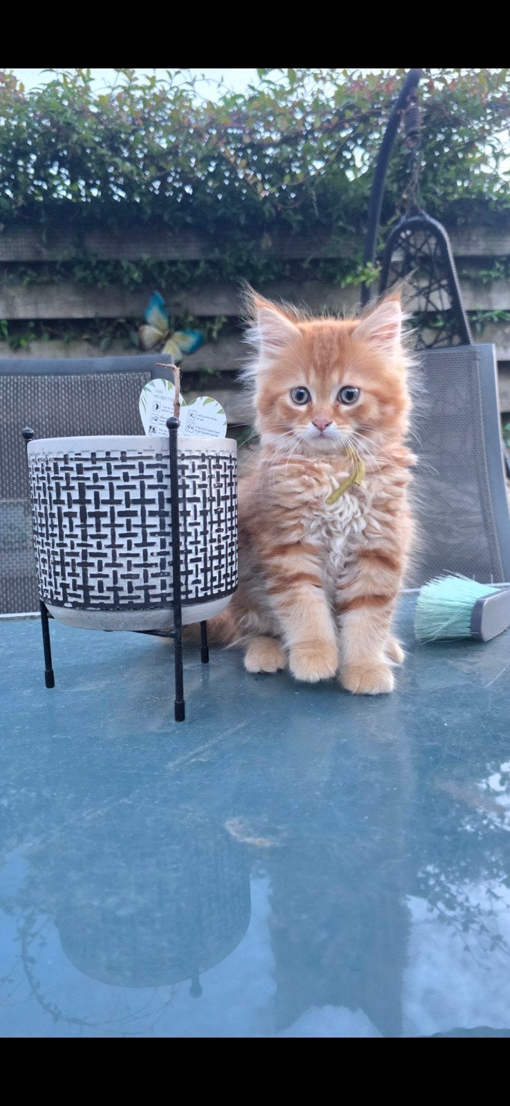 nog 3 super sociale maine coons, Meerdere dieren, Gechipt, 0 tot 2 jaar