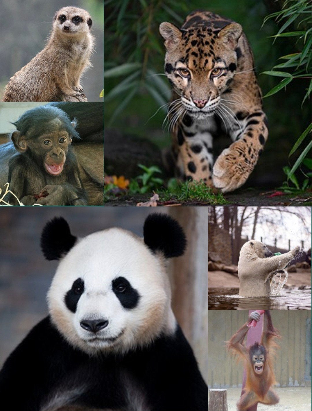 2x ah tickets voor ouwehands dierenpark 40€ vaste prijs, Tickets en Kaartjes, Twee personen