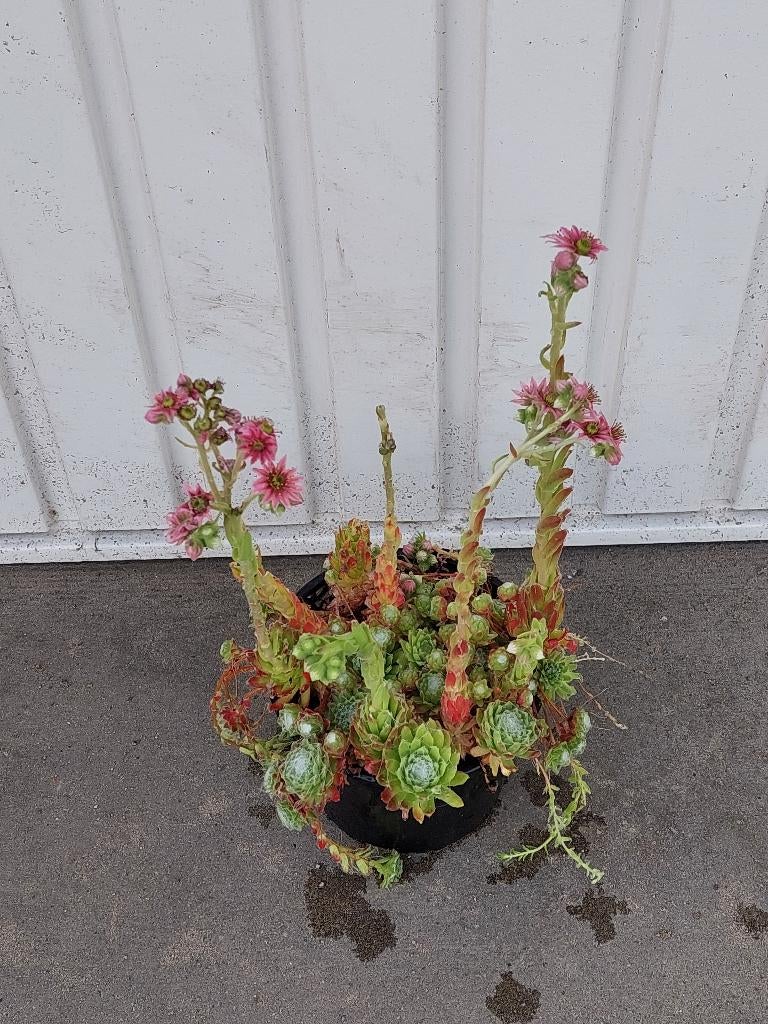sempervivum mix (huislook, Volle zon, Vaste plant, Zomer, Ophalen