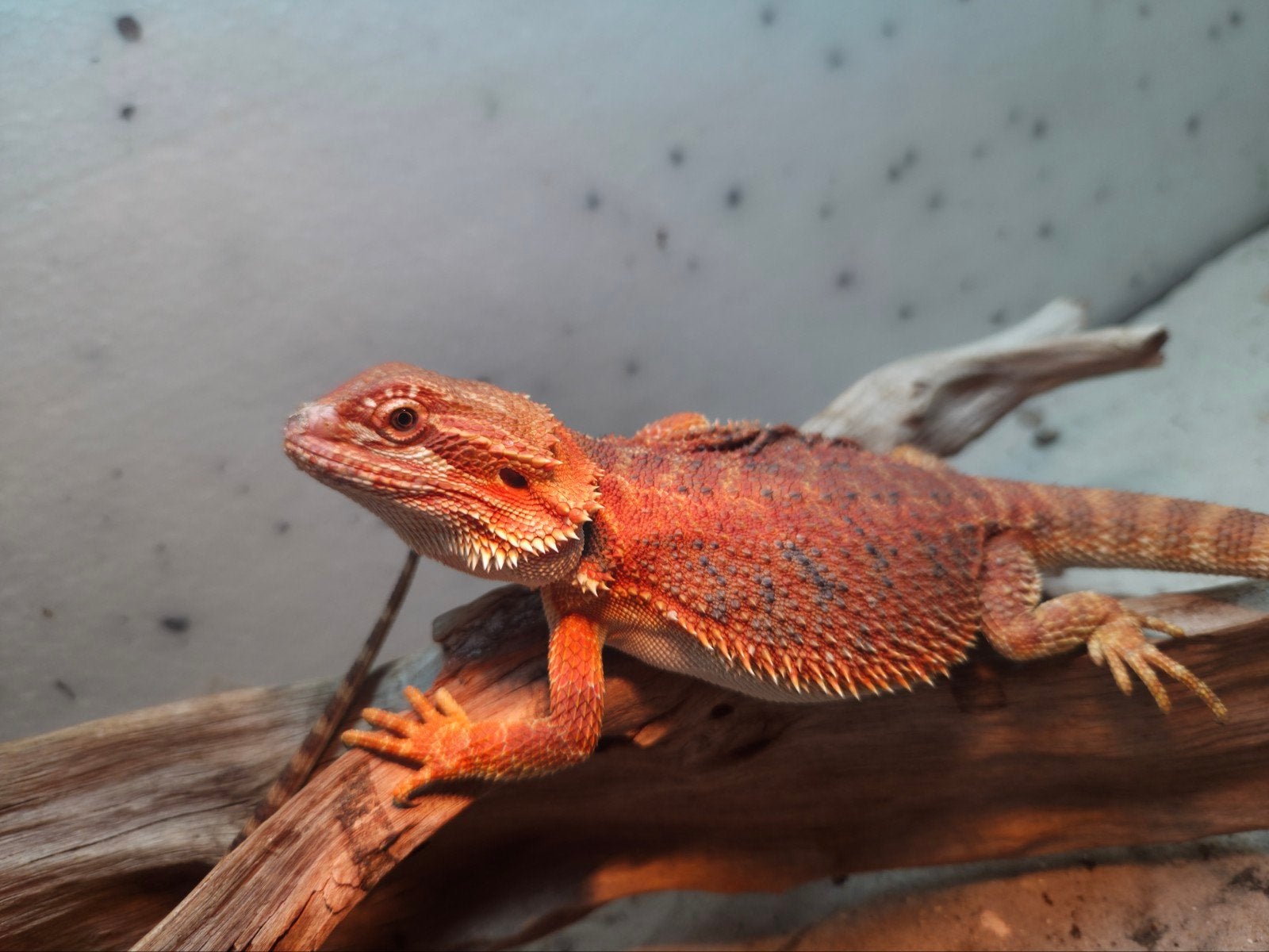 aanbieding spanishred tiger baardagaam vrouwtje  van april Bearded Dragon - female for sale from hobby kweker DB Dragons