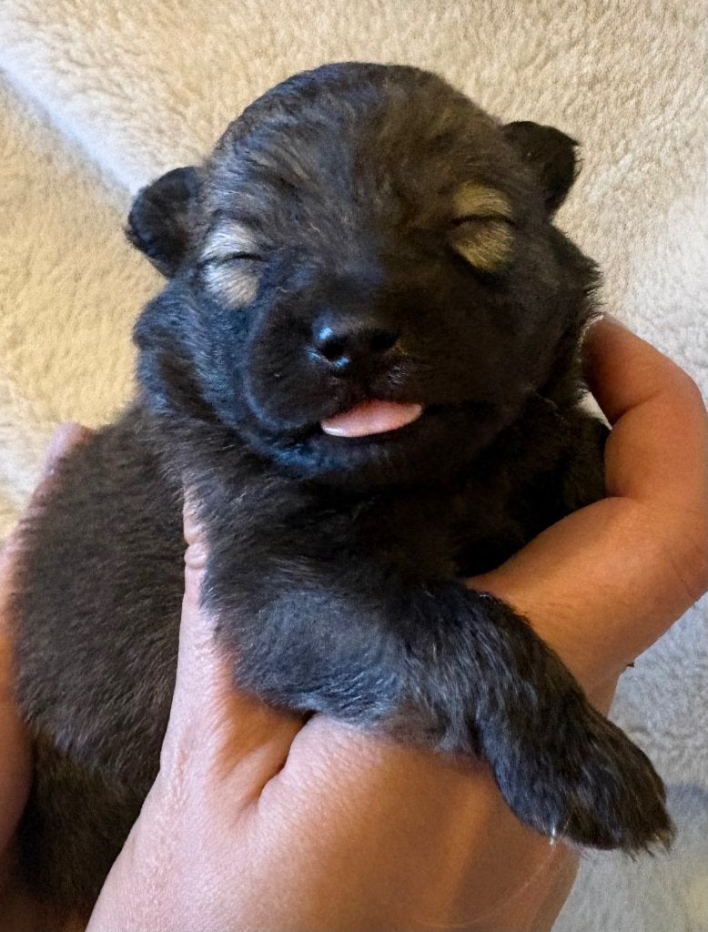 Keeshond, Parvo, België, Particulier, Keeshond