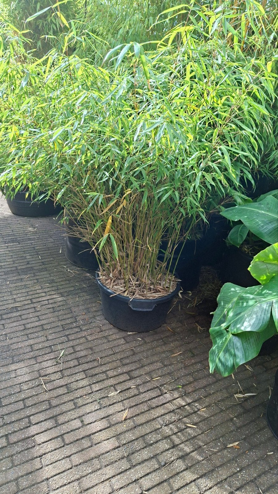 bamboe fargesia rufa, Tuin en Terras, Ophalen of Verzenden, Bloeit niet, Overige soorten, Halfschaduw