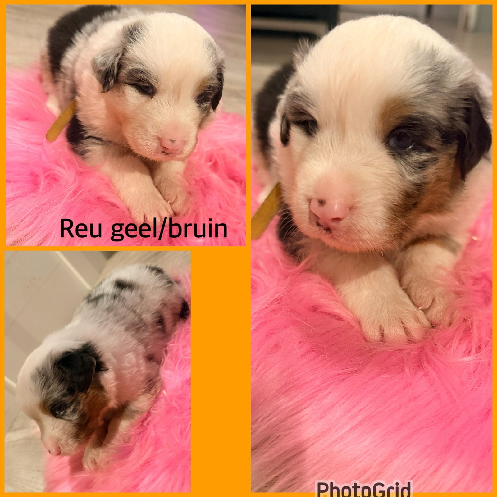 Australian shepherd pups black tri/ blue merle, Overige rassen, 8 tot 15 weken, Meerdere, Meerdere dieren