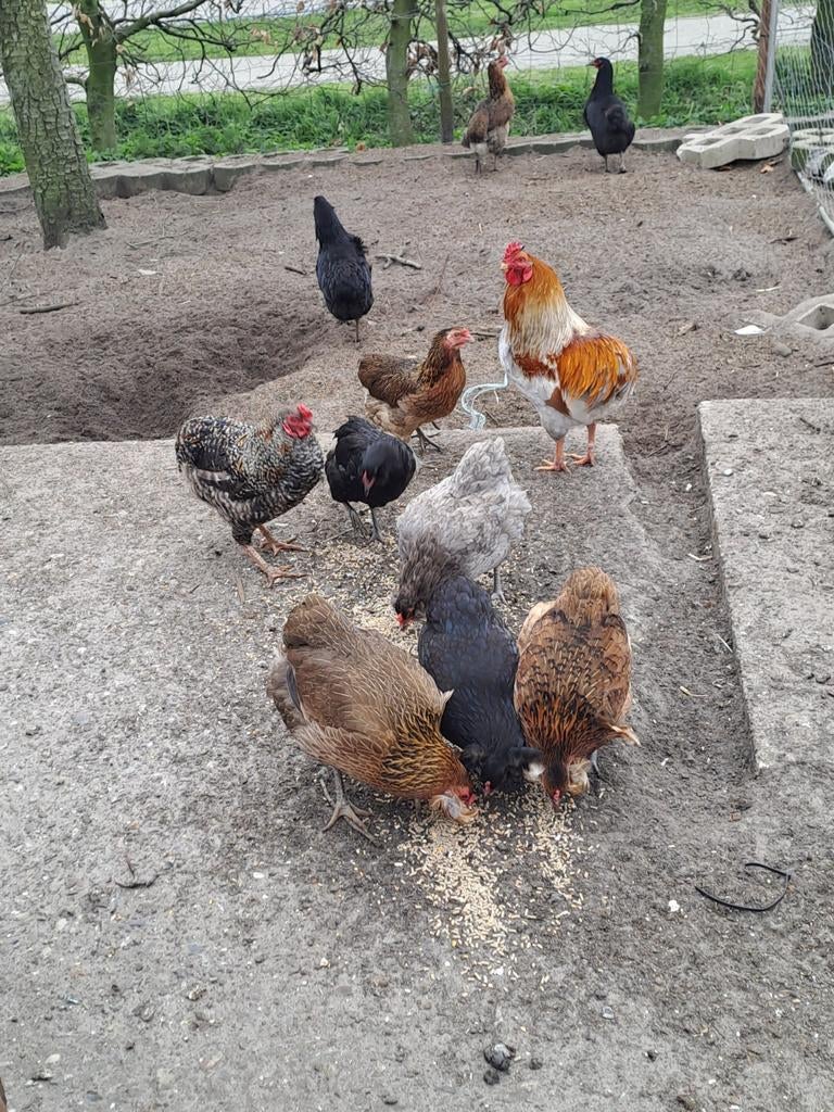 Broedeieren aracana groenleggers, Dieren en Toebehoren, Pluimvee, Geslacht onbekend, Kip