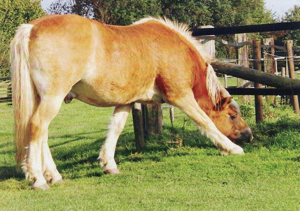 Haflinger Wallach Weidmann wil het laatste stukje gras 534, Verzamelen, Ophalen of Verzenden, 1980 tot heden, Ongelopen, Paard