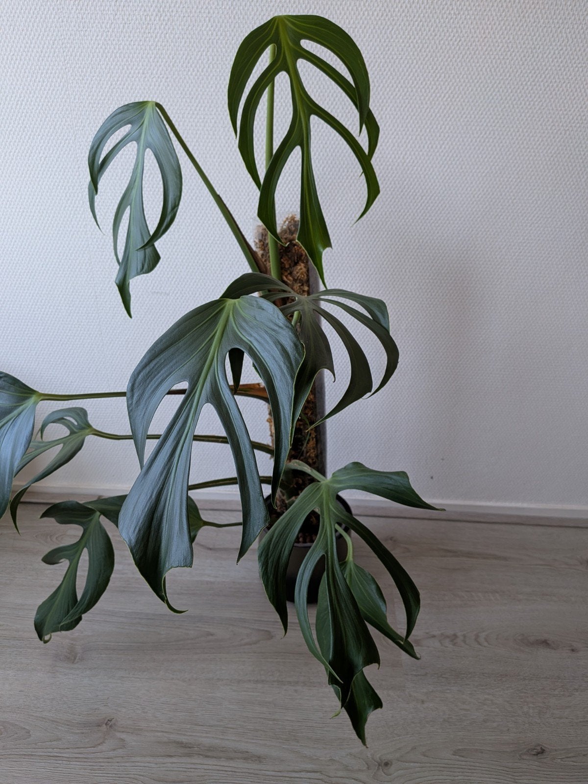 Monstera Burle Marx Flame op mospaal - Hydrocultuur, Ophalen of Verzenden