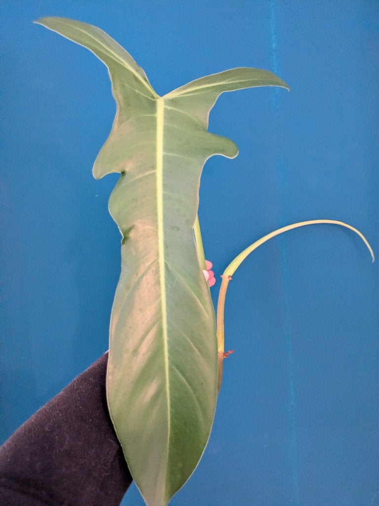 Philodendron Jerry Horne stek, Verzenden, Halfschaduw, Minder dan 100 cm