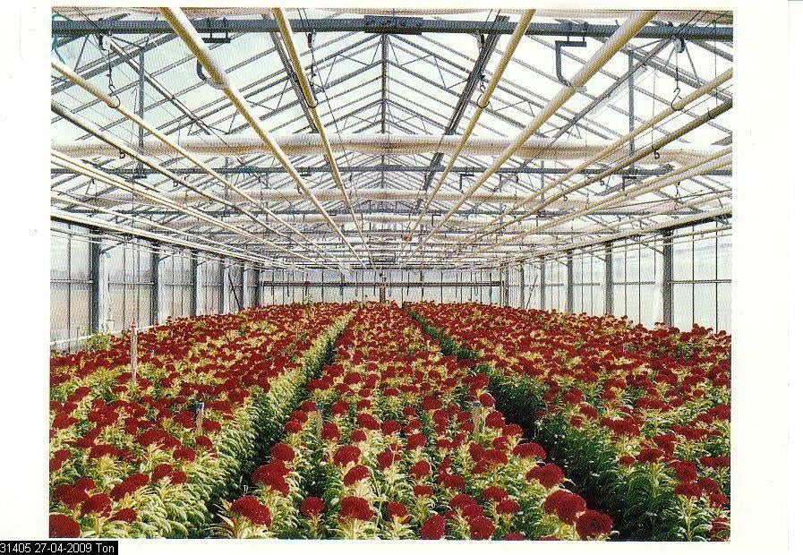 Ansichtkaart	De Zilk	Celosia, Verzenden, 1980 tot heden, Ongelopen, Zuid-Holland