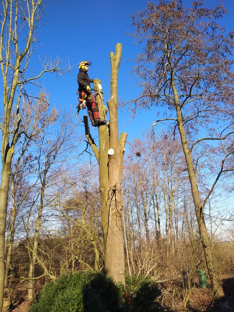 Tuin renovatie bomen rooien en grondwerk, Tuinonderhoud of Snoeiwerk