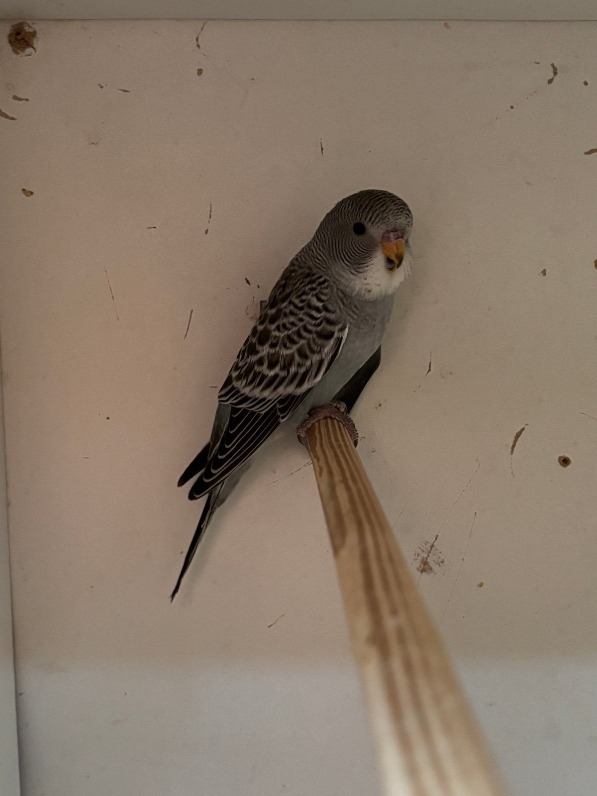 Grasparkiet blackwing, Dieren en Toebehoren, Vogels | Parkieten en Papegaaien, Mannelijk, Parkiet, Geringd