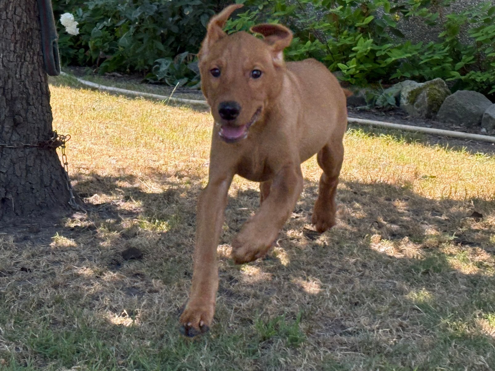 Labrador Field Trial pups met stamboom, Parvo, 8 tot 15 weken, Labrador retriever, Meerdere