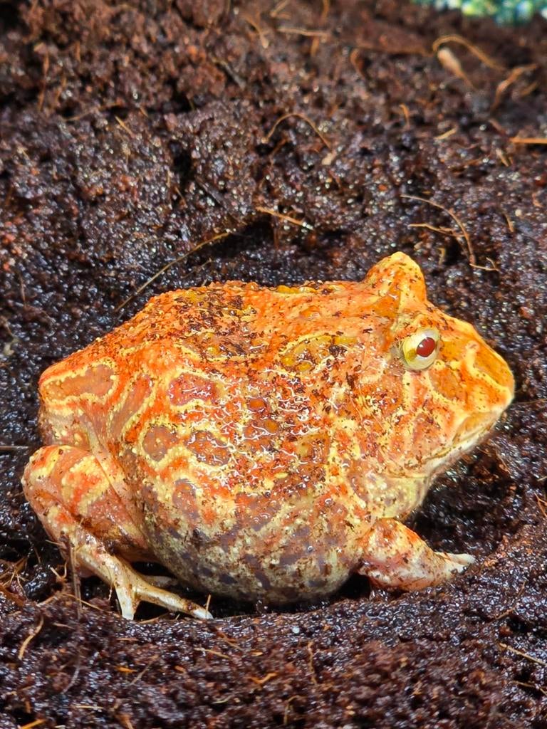 Nakweek rode pacman kikkers, Dieren en Toebehoren, Reptielen en Amfibieën, Hagedis, 0 tot 2 jaar