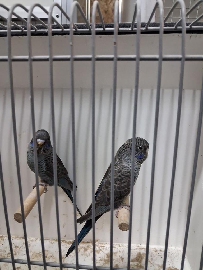 Blackface blackwing en blackface split blackwing, Dieren en Toebehoren, Vogels | Parkieten en Papegaaien, Meerdere dieren, Parkiet