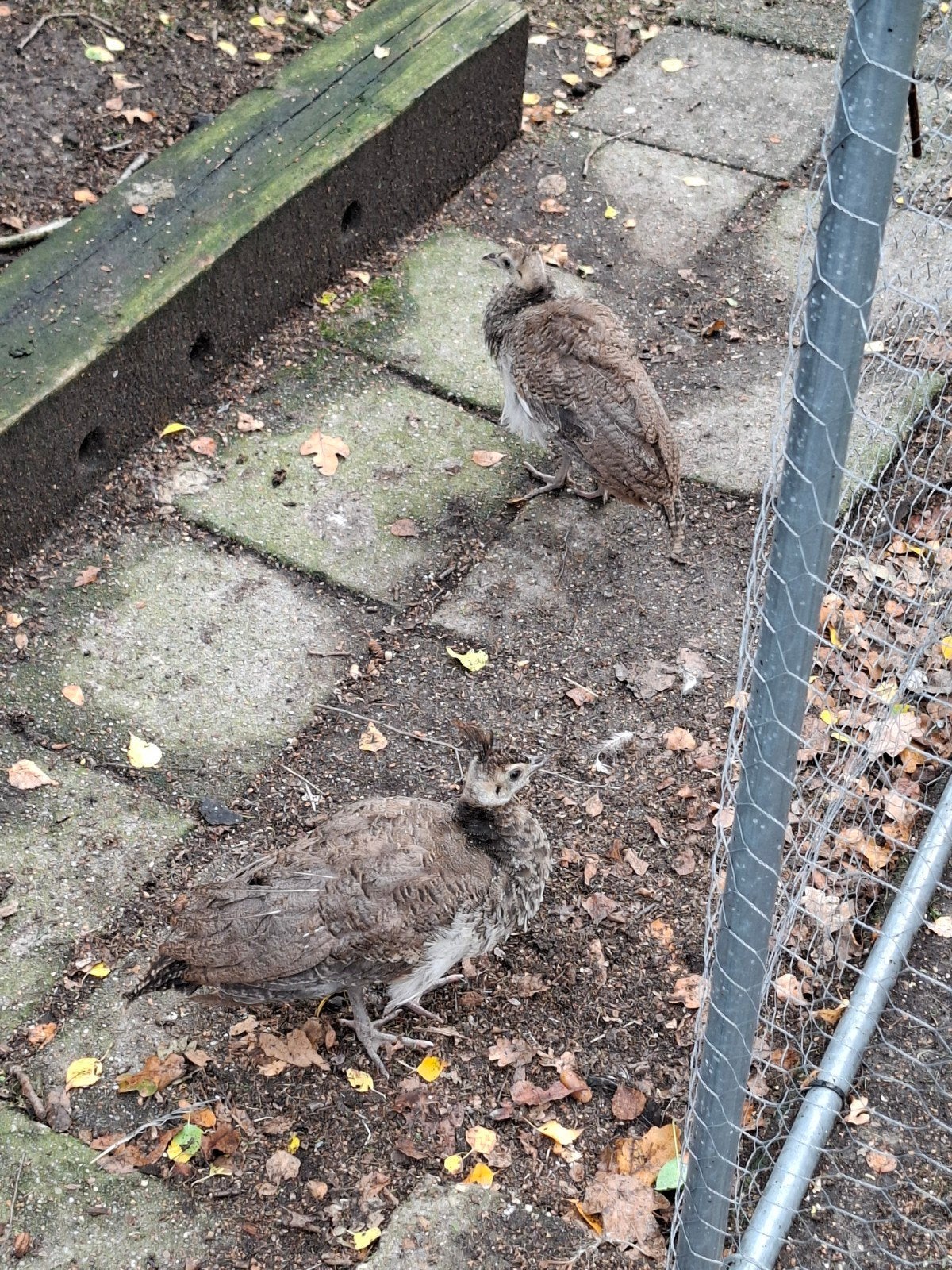 2 jongen pauwen, Dieren en Toebehoren