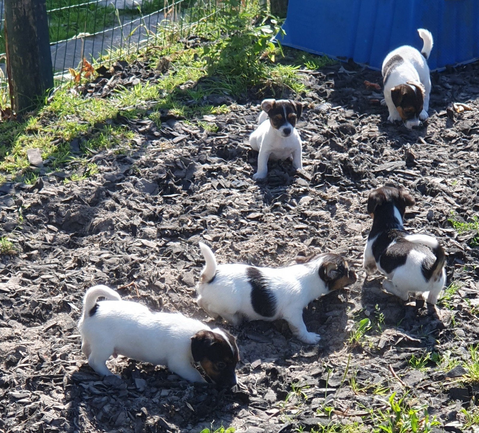 Echte ORIGINE JACK Russelltjes driekl laagb. Ruw+ brokencoat, Dieren en Toebehoren, Honden | Jack Russells en Terriërs, Parvo