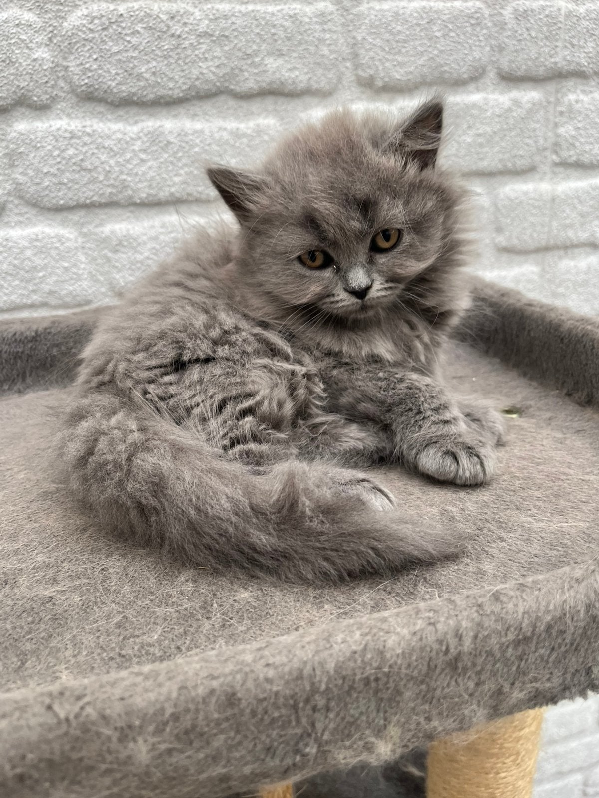 Prachtige Britse korthaar kittens, Dieren en Toebehoren, Geslacht onbekend, Langharig, 0 tot 2 jaar
