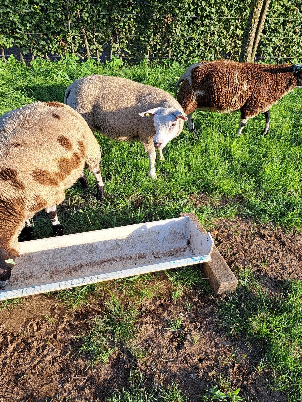 2 bokken en 1 lam, Dieren en Toebehoren, Schapen, Geiten en Varkens, Meerdere dieren, Schaap, 0 tot 2 jaar