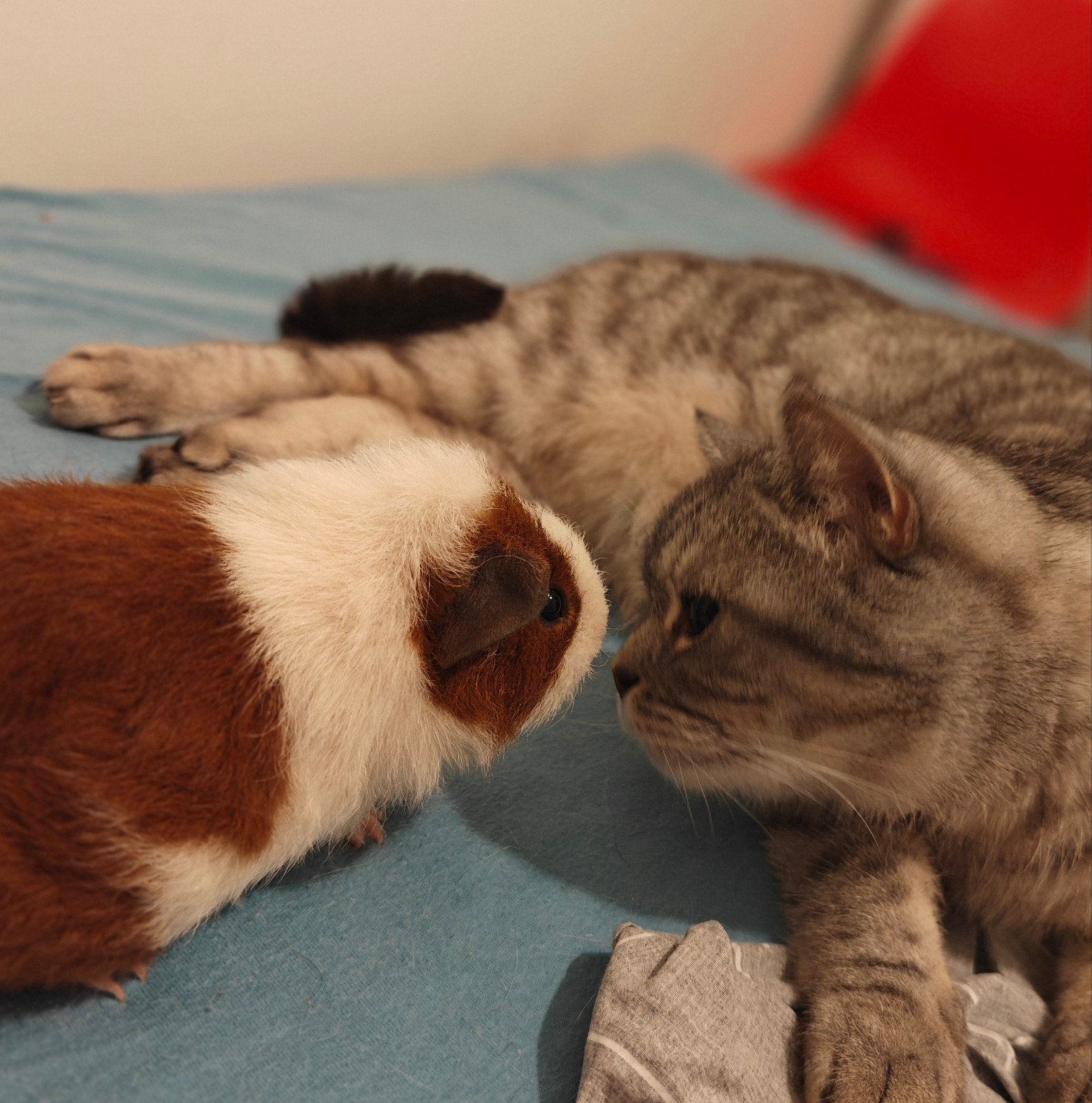 Rex Cavia 2 Broertjes, Juli, Mannelijk, Cavia