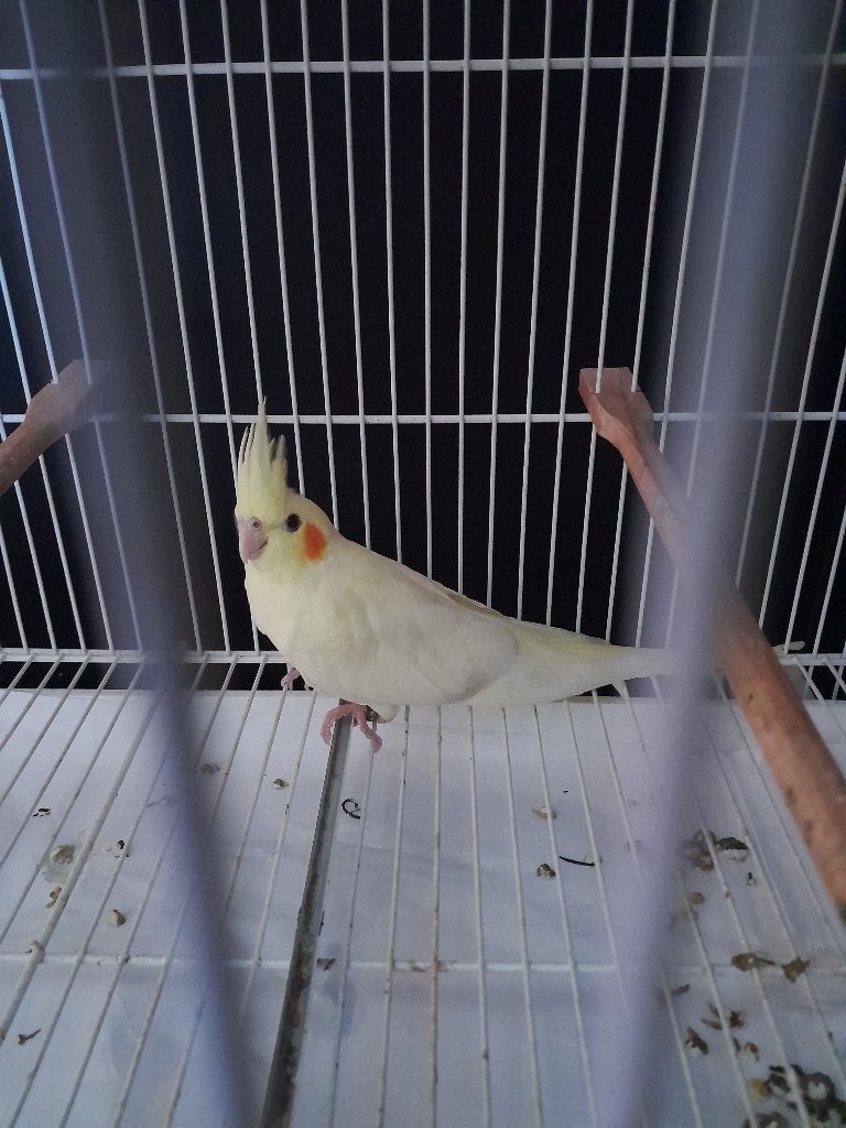 Jonge tamme valkparkieten, Meerdere dieren, Parkiet, Geringd