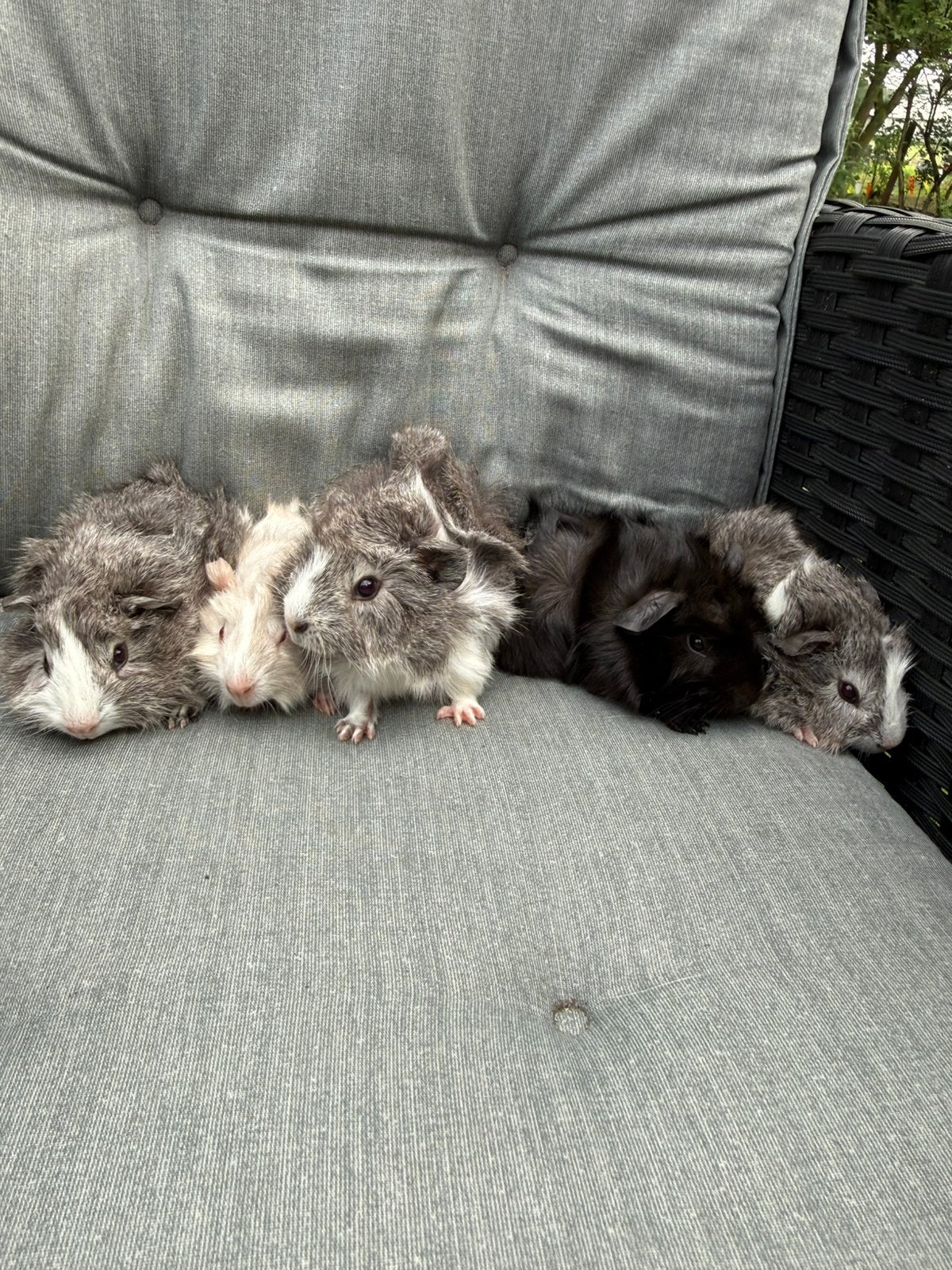 Jonge cavia’s met bijzondere kleuren, Dieren en Toebehoren, Knaagdieren, Mei, Meerdere dieren, Cavia