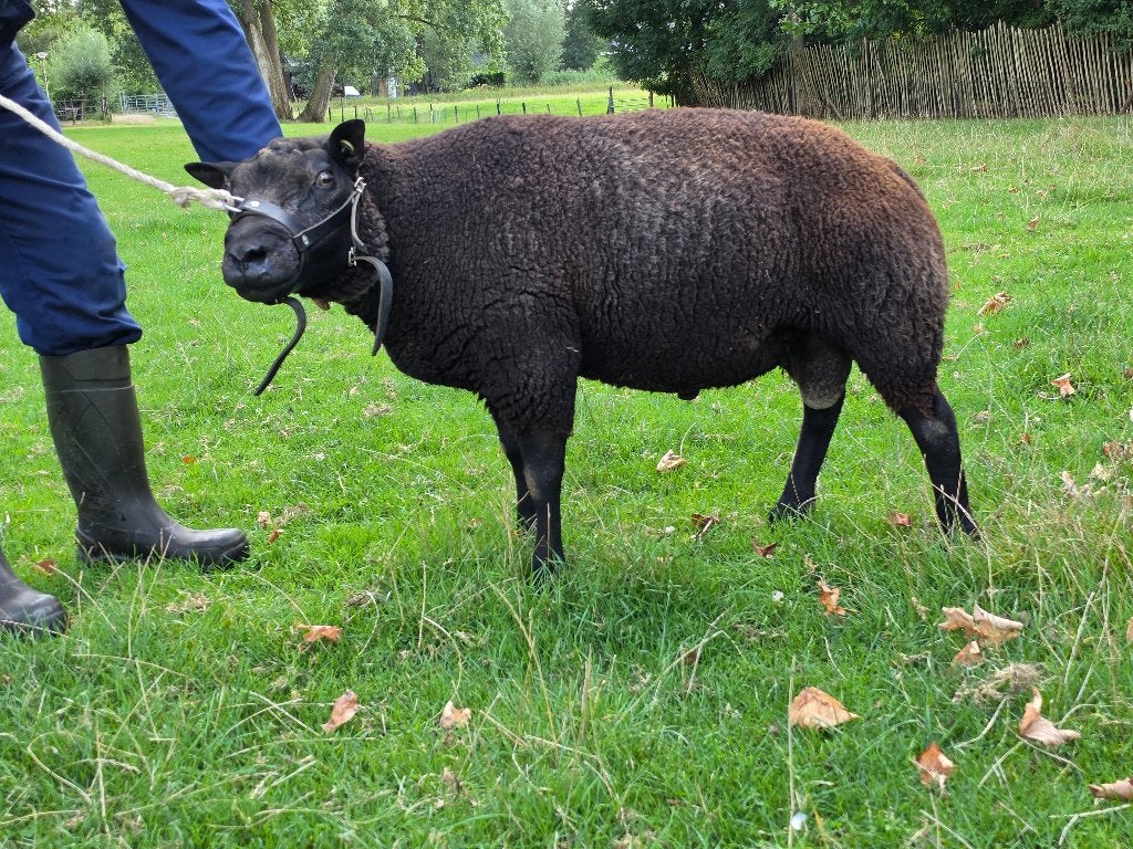 2,5 jarige Blauwe Texelaar Ram, Dieren en Toebehoren, Schapen, Geiten en Varkens, Mannelijk, Schaap, 3 tot 5 jaar