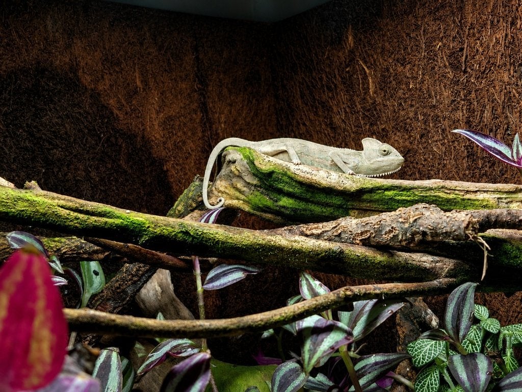 Jemenkameleon (Chamaeleo calyptratus) Chameleon - unknown for sale from Aquadeco
